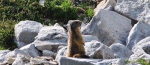 Marmotta sulle pendici del Monte Arera