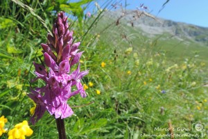 Sul sentiero dei fiori sentiero dei fiori
