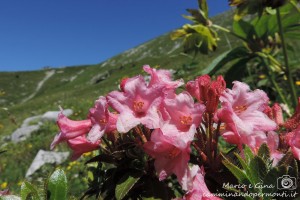 Sentiero dei fiori