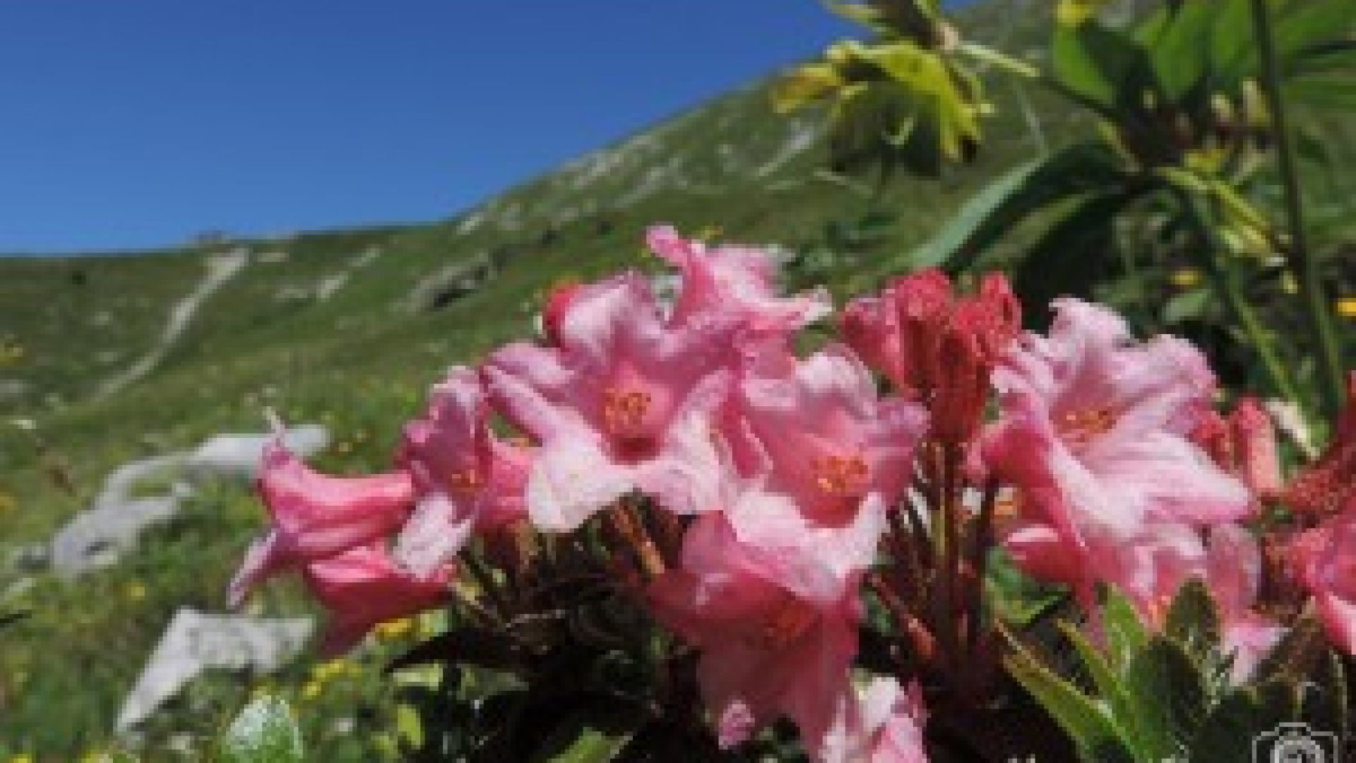 Sentiero dei fiori